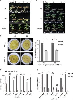 Comparative genomic and transcriptome analyses of two Pectobacterium brasiliense strains revealed distinct virulence determinants and phenotypic features